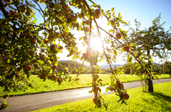 Streuobstwiese im Abendlicht