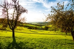 Streuobstwiese im Abendlicht Streuobstwiese im Abendlicht